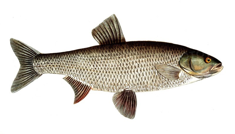 Fish, Fish, Genus of carp fish, Cyprinus Aspius, Leuciscus aspius, Asp or Schied, Asp, Historical, digitally restored reproduction from a 19th century original, Record date not stated