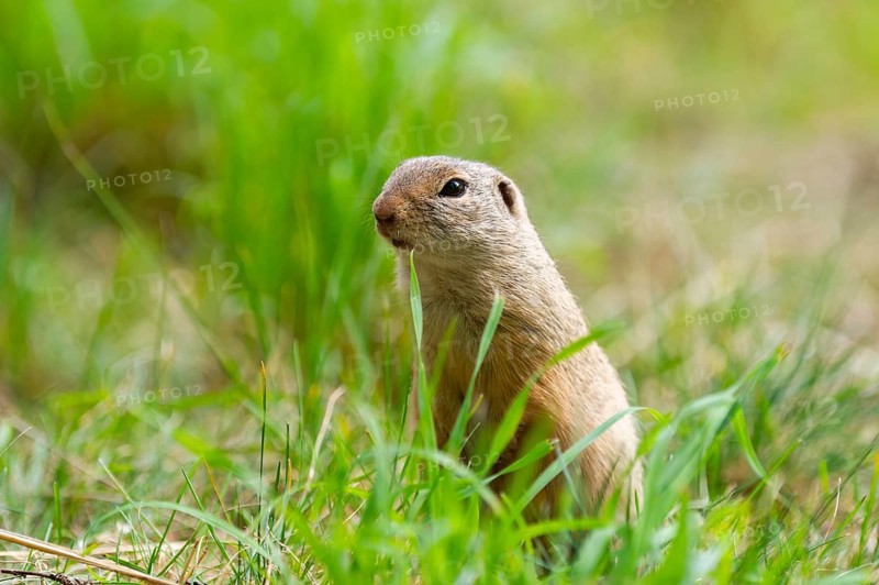 European ground squirrel (Spermophilus citellus) on a meadwo, Bavaria, Germany, Europe