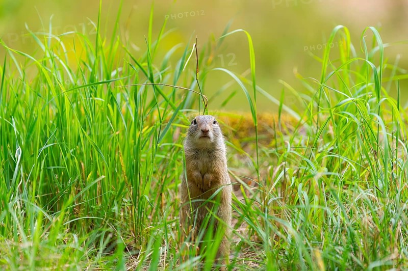 European ground squirrel (Spermophilus citellus) on a meadwo, Bavaria, Germany, Europe