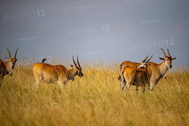 Eland (Tragelaphus oryx) Masai Mara Kenya