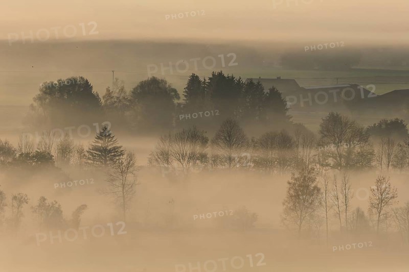 Foggy mood, fog, morning light, backlight, autumn, Loisach-Lake Kochel-Moor, foothills of the Alps, Bavaria, Germany, Europe