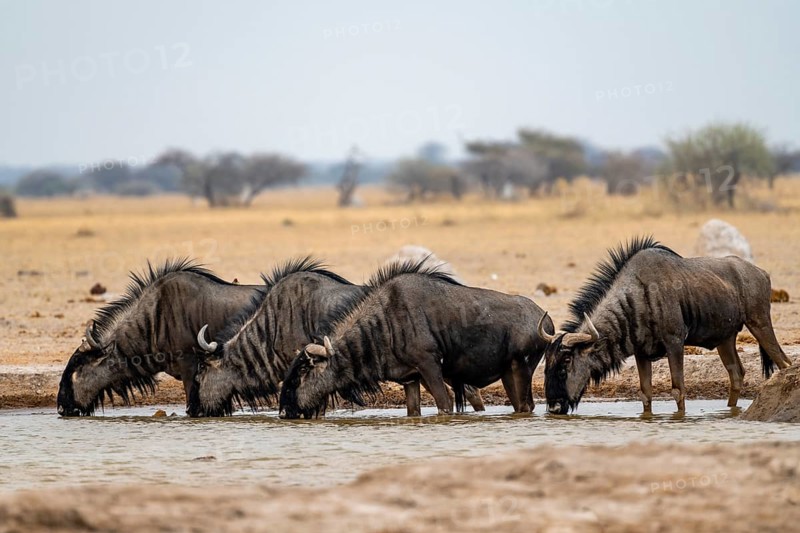 Blue wildebeest (Connochaetes taurinus), four wildebeest drinking at a waterhole, Nxai Pan National Park, Botswana, Africa