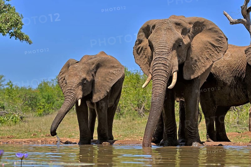 African elephant (Loxodonta africana), adult, female, mother, half-grown young, mother with half-grown young, at the water, drinking, Kruger National Park, Kruger National Park, South Africa, Africa