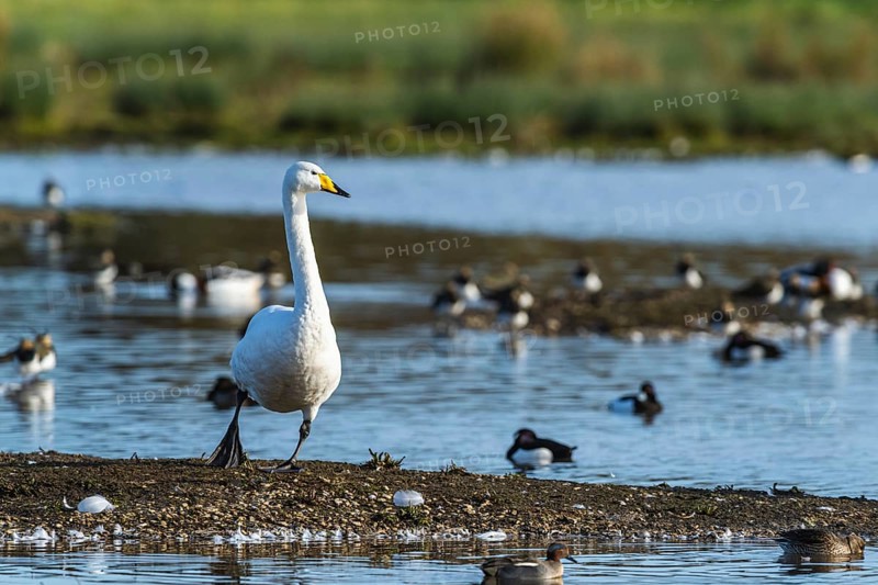 Tundra Swan, Bewick's Swan, Cygnus columbianus in flight at winter in Slimbridge, England, United Kingdom, Europe