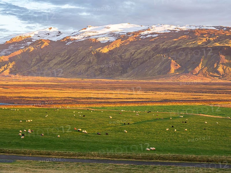Grazing sheep, warm light at sunset, view over meadows to glacier Eyjafjallajökull, Fljotsdalur valley, Iceland, Europe