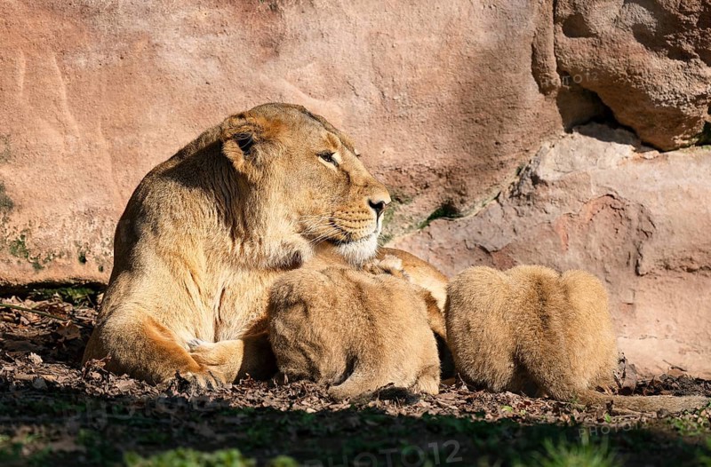 Asiatic Lion (Panthera leo persica), female, mother lying on the ground and suckling her two cubs, occurring in India, captive