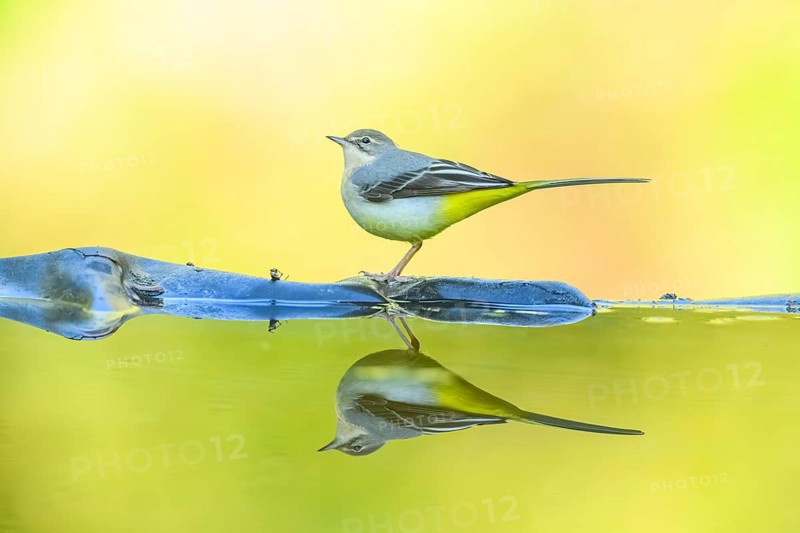 Grey wagtail (Motacilla cinerea) at the shore of a lake with autumncolours, wildife, Catalonia, Spain, Europe