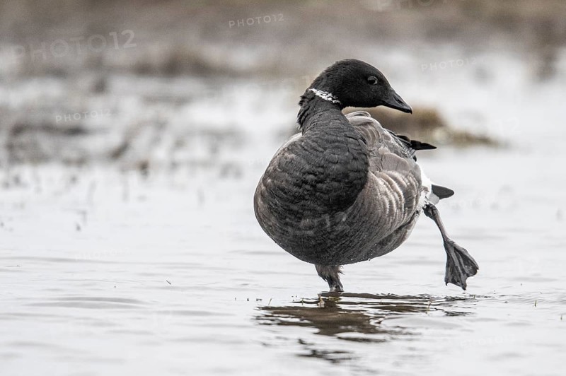 Brent goose (Branta bernicla), Amrum, Schleswig-Holstein, Germany, Europe