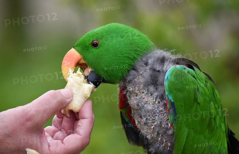 Noble parrot, (Eclectus) in moult, Vogelpark Marlow, Mecklenburg-Vorpommern, Germany, Europe