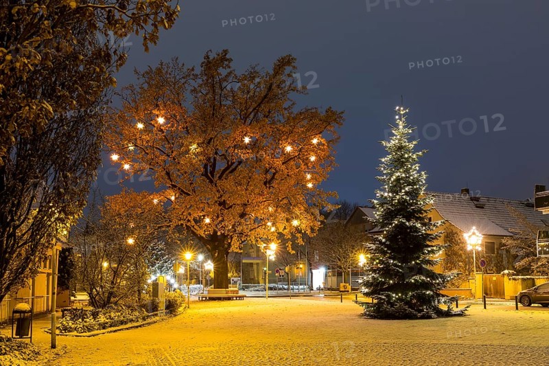 Christmas tree and oak tree on Wettinplatz with Herrnhut stars, Sternenbaum, Coswig, Saxony, Germany, Europe