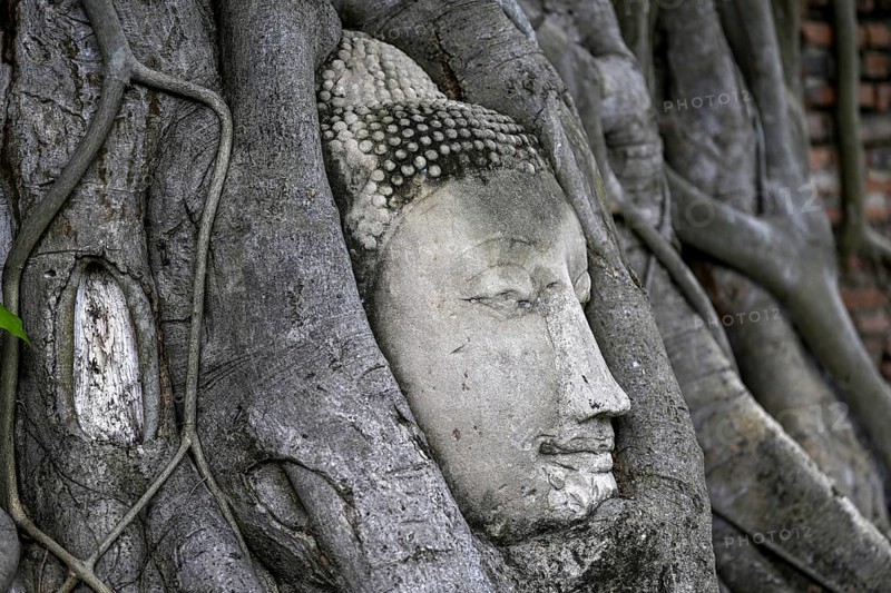 Sandstone Buddha head at the foot of a Bodhi tree in Wat Mahathat, Temple of the Great and Holy Relic, Ayutthaya, Ayutthaya Province, Thailand, Asia