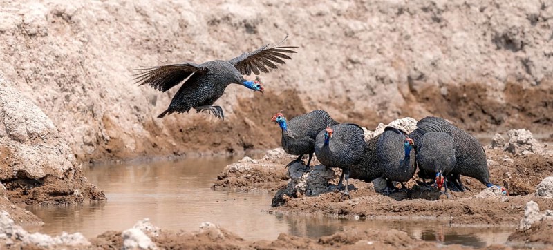 Helmeted guinea fowl (Numida meleagris), group at the waterhole, guinea fowl in flight, Nxai Pan National Park, Botswana Botswana