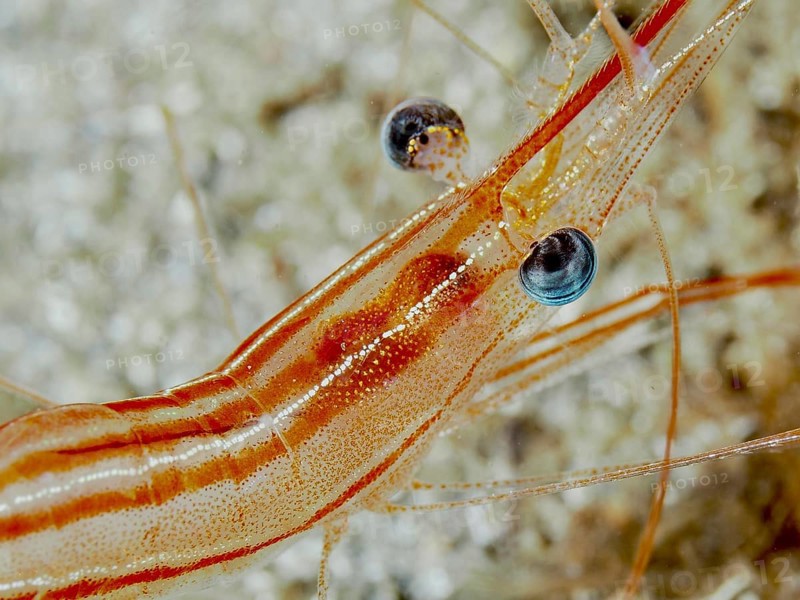 Close-up of a striped red-brown shrimp with striking eyes and fine details, unicorn shrimp (Plesionika narval) in the Mediterranean Sea near Hyères. Dive site Les Grottes, Giens peninsula, Provence Alpes Côte d'Azur, France, Europe