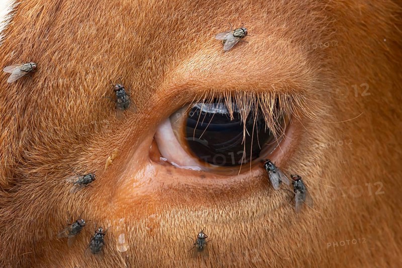 Domestic cattle or cow (Bos taurus) adult farm animal close up of its eye with flies around it, England, United Kingdom, Europe