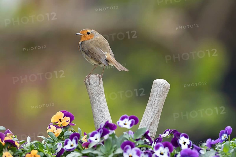 European robin (Erithacus rubecula) adult bird on a shears handle in garden plant pot with pansy flowers in spring, England, United Kingdom, Europe