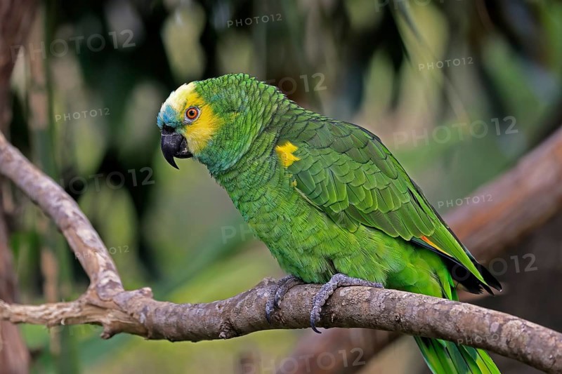 Yellow-headed Amazon (Amazona oratrix), adult, on wait, on tree, Central America, Central America