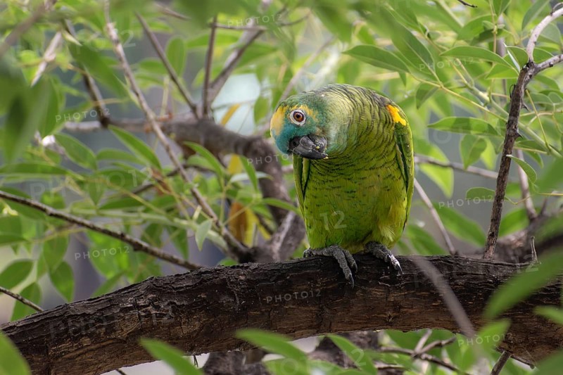 Free-living blue-fronted amazon (Amazona aestiva) in a public park in Buenos Aires, Argentina, South America
