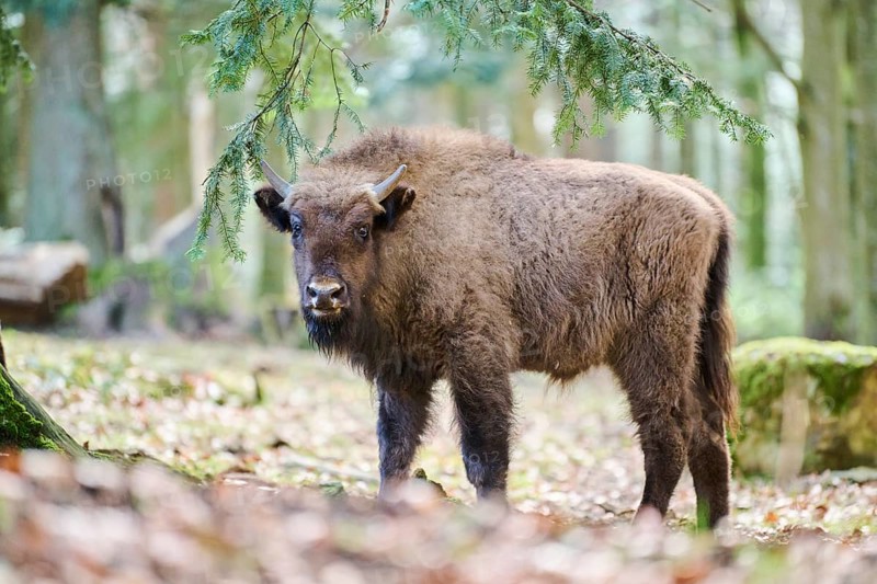 European bison (Bison bonasus) youngster in a forest in spring, Bavarian Forest, Germany, Europe