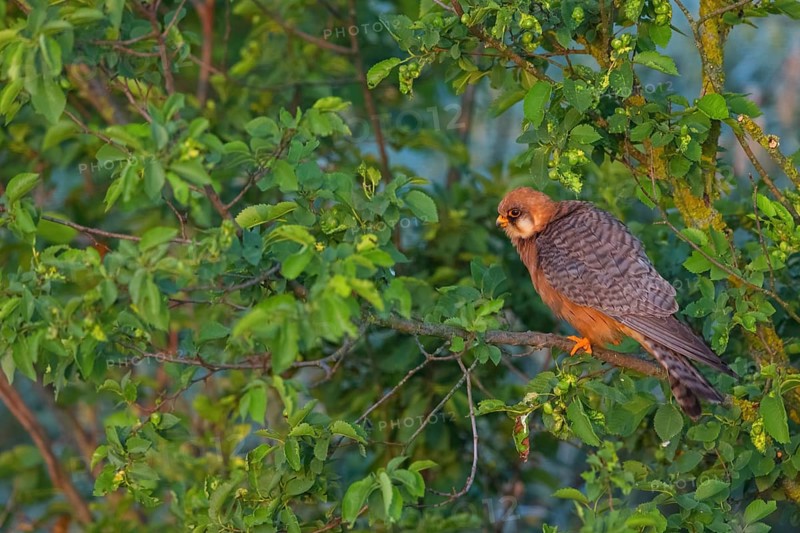 Red-footed Falcon, (Falco vespertinu), perching station, falcon family, Tower Hide, Tiszaalpár, Kiskunsági National Park, Bács-Kiskun, Hungary, Europe