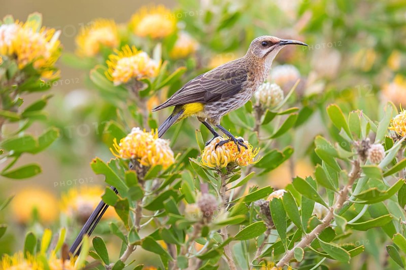 Cape sugarbird (Promerops cafer), Harold Porter National Botanical Gardens, Betty's Bay, Western Cape, South Africa, Africa