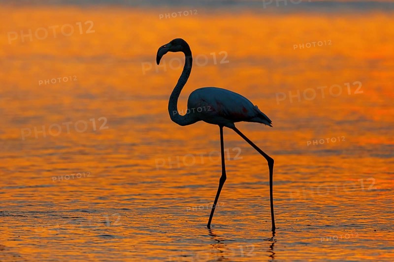 Greater flamingo (Phoenicopterus roseus), sunset, backlight, East Khawr / Khawr Ad Dahariz, Salalah, Dhofar, Oman, Asia