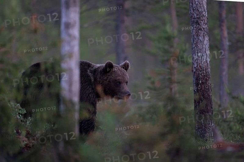 Brown bear (Ursus arctos) in the Finnish taiga, Kuusamo, Finland, Europe