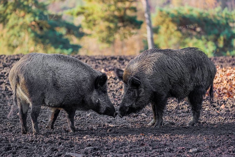 Two wild boar or wild pig (Sus scrofa) fight on an opening