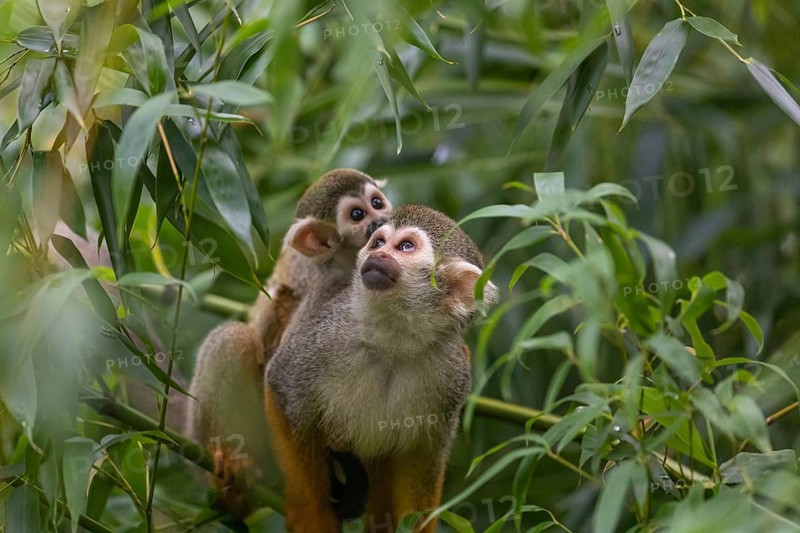 One female Central American squirrel monkey, Saimiri oerstedii, carrying her baby. Green vegetation around