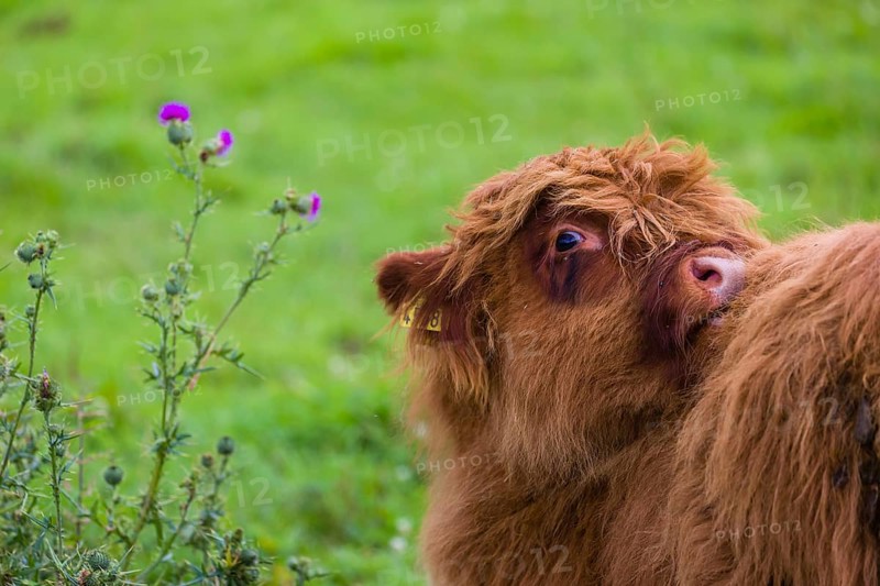 Portrait of a Highland calf (Bos primigenius taurus)