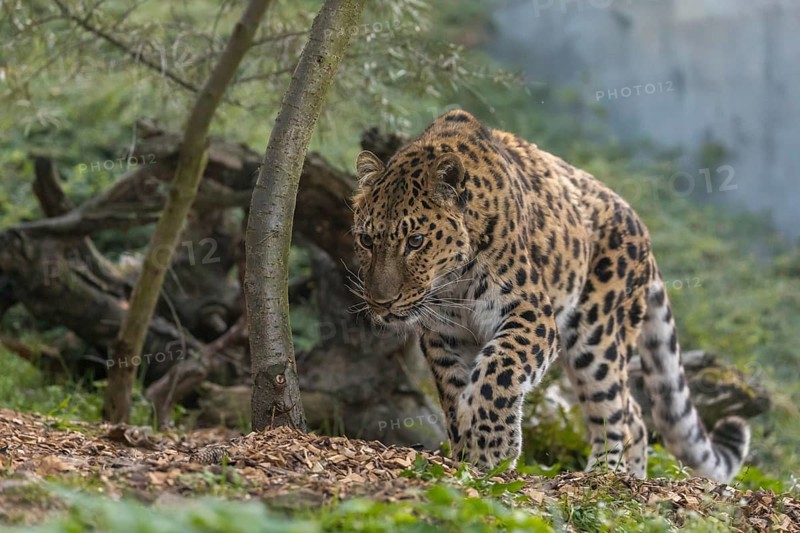 One Amur leopard (Panthera pardus orientalis) walking through green vegetation