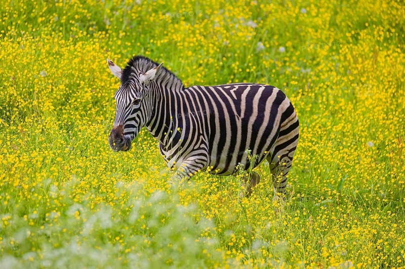 Chapman's zebra (Equus quagga chapmani) grazing on a yellow flowering meadow