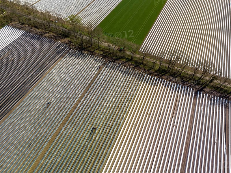 Wesel, North Rhine-Westphalia, Germany, Harvest workers from Eastern Europe harvest the first asparagus of the season in a field, Europe