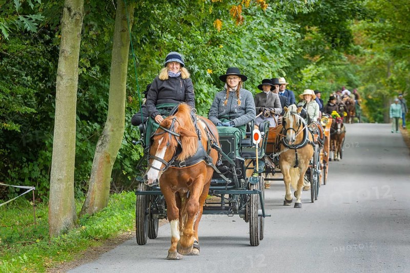 Presentation and route ride, all carriages in stylish tension, popular sporting event over approx. 30 km. An event organised by Reit- und Fahrverein Moritzburg e.V., 29th Moritzburger Teichrundfahrt, Moritzburg, Saxony, Germany, Europe
