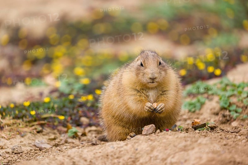 A black-tailed prairie dog (Cynomys ludovicianus) sits upright on sandy ground, observing the surrounding. Some yellow flowers are in the background