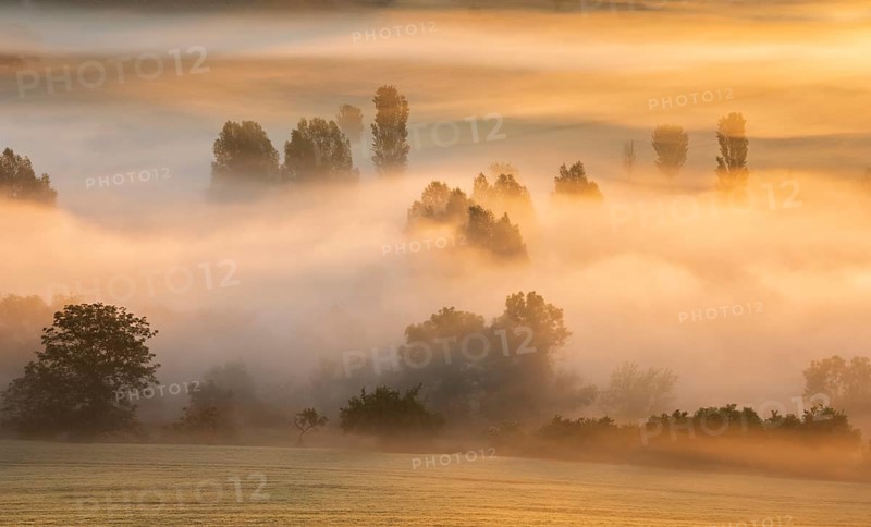 Morning fog at sunrise shines in the first light, trees rise out of the fog, Unstruttal, Freyburg (Unstrut), Saxony-Anhalt, Germany, Europe