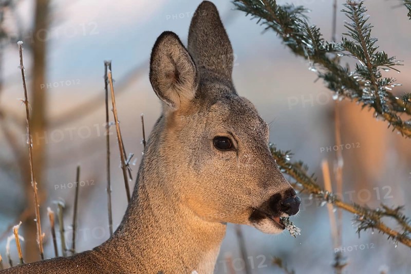 Roe deer between fir trees with hoar frost on the ground at minus 15 °C. Feeding on the needles