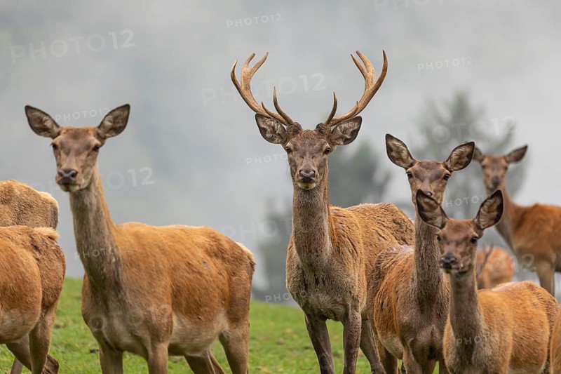 A herd of red deer (Cervus elaphus) standing on a meadow, with dense fog in the background