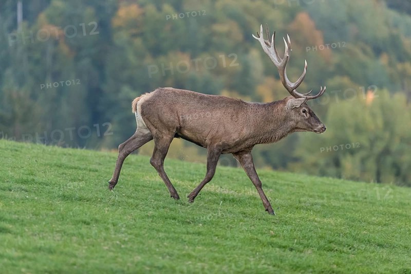 One Red Deer stag (Cervus elaphus) at the rutting season, walking over a meadow, calling. A forest in fall foliage and dense fog in the background