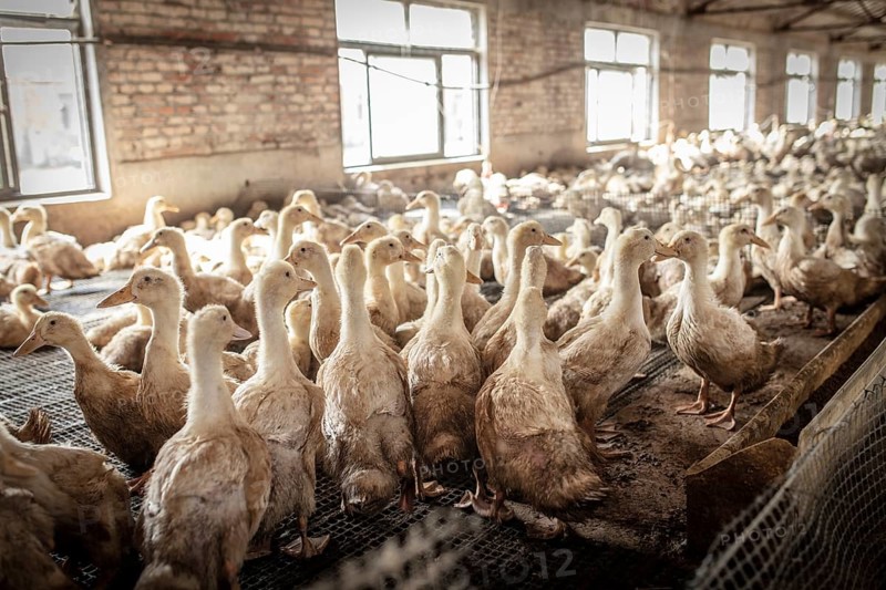 Ducks in rearing station, Jiang Su Salted Duck Farming Co. Ltd, Xiang Shui County, China, Asia