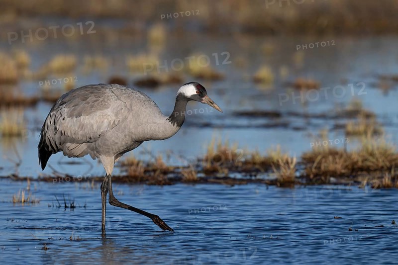 Common crane (Grus grus), Hornborga, Sweden, Europe