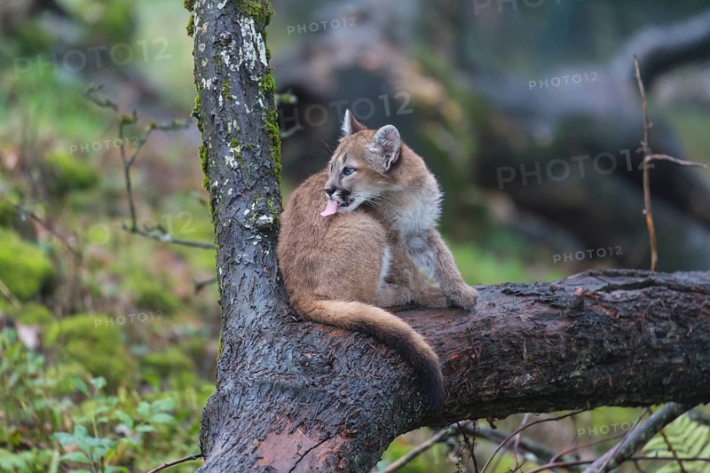 One cougar kitten, Puma concolor, resting in a tree with some green vegetation in the background