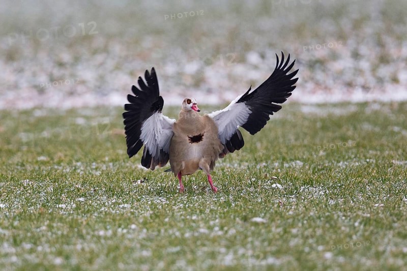 Egyptian goose (Alopochen aegyptiaca), adult bird in flight, landing on a meadow with wings outstretched, in winter, Hesse, Germany, Europe
