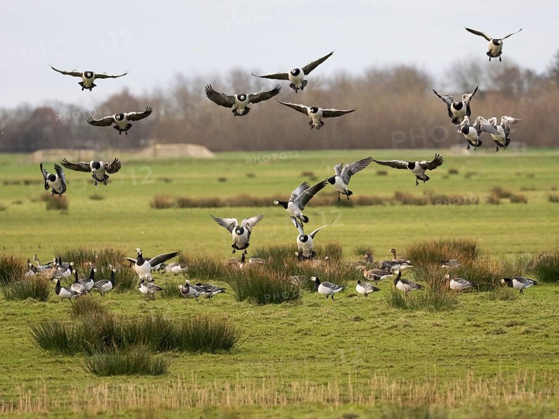 Barnacle goose (Branta leucopsis), flock landing on a meadow, island of Texel, Holland