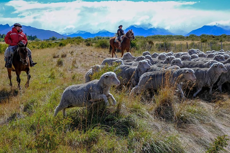 El Calafate, Patagonia, Argentina, gaucha and gaucho on horseback drive a flock of sheep through the Patagonian pampas in front of a mountain landscape, the Andes, South America