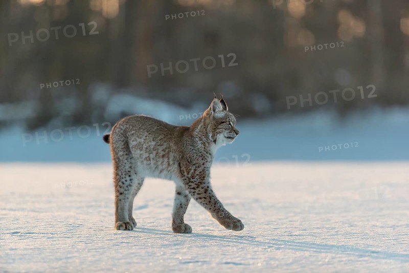 One young male Eurasian lynx, (Lynx lynx), walking over a snow covered meadow in backlight condition with a forest in the background in early morning light