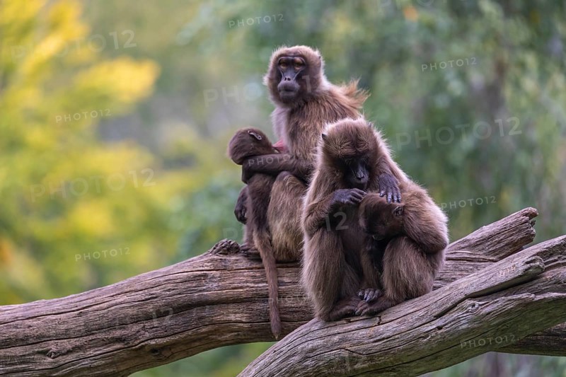 Two female Gelada (Theropithecus gelada), or bleeding-heart monkey sitting on a log each grooming their baby. A green forest in the background