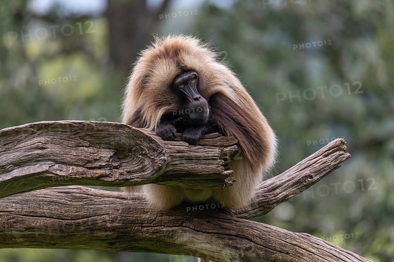 Portrait of an adult male Gelada (Theropithecus gelada), or bleeding-heart monkey, resting on a log