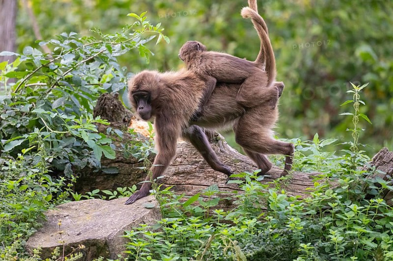 One female with one baby Gelada (Theropithecus gelada), or bleeding-heart monkey riding on her back, walking through riverine vegetation