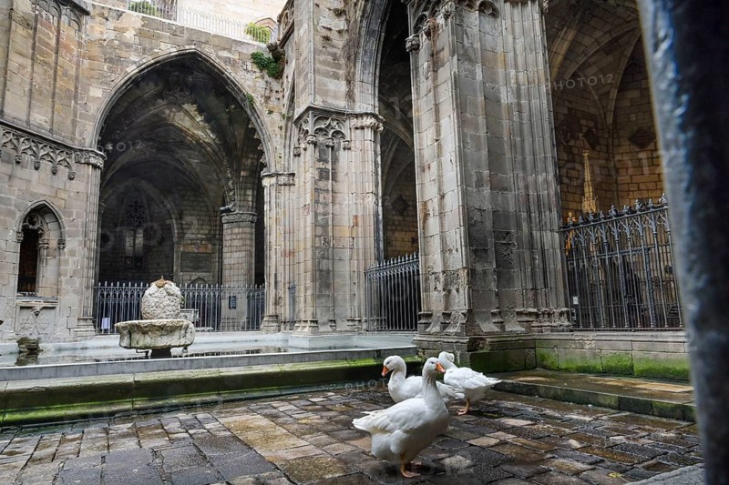 Cloister with garden, geese in the courtyard, Cathedral, Catedral de la Santa Creu i Santa Eulalia, Barcelona, Catalonia, Spain, Europe