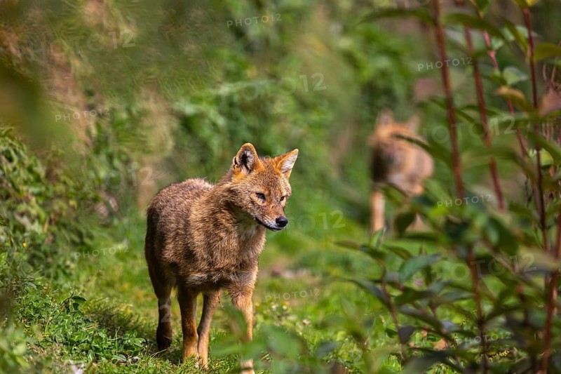 One golden jackal (Canis aureus) walking through dense green vegetation